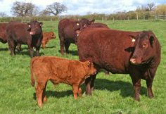 Photo of 'Ruby Red Devon' Cattle which are a deep reddish brown colour, in a field.